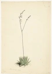 Kvetoucí aloe