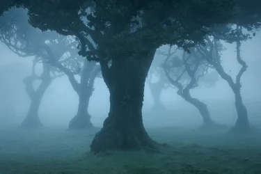 Ancient Order II, 2025 (foto)