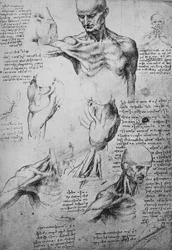 Anatomické kresby mužského krku a ramen, c1480 1945