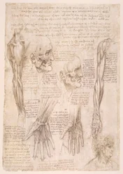 Anatomiestudien