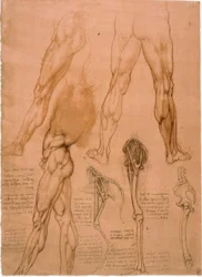 Anatomická studie: Beinmuskulatur