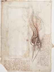 Anatomické studie: Páteř...