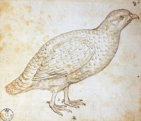 Studie na zvířatech: křepelka, Leonardo da Vinci (1452-1519), kresba 754 orn