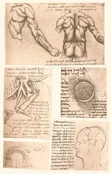 Čtyři anatomické kresby, c1472-c1519 1883