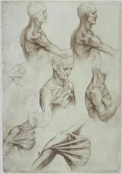Leonardo / šíjové a ramenní svaly / f. 136v