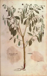 Belladonna - Atropa belladonna (Solanum somniferum) od Leonharta Fuchse z knihy De historia stirpium commentarii insignes (Pozoruhodné komentáře k dějinám rostlin) kolorovaná rytina