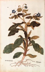 Brutnák lékařský - Borago officinalis (Buglossum) od Leonharta Fuchse z De historia stirpium commentarii insignes (Významné komentáře k historii rostlin), kolorovaná rytina