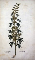 Cannabis Sativa (pěstování konopí) - v „Dějinách rasismu“ od Leonharta Fuchse