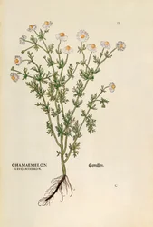 Heřmánek - Matricaria chamomilla (Chamaemelum leucanthemum) od Leonharta Fuchse z De historia stirpium commentarii insignes (Významné komentáře k historii rostlin), kolorovaná rytina