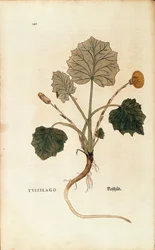 Podběl (Tussilago farfara) od Leonharta Fuchse z De historia stirpium commentarii insignes (Významné komentáře k historii rostlin), kolorovaná rytina