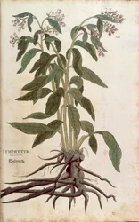 Kostival lékařský - Symphytum officinale (Symphytum magnus) od Leonharta Fuchse z De historia stirpium commentarii insignes (Významné komentáře k historii rostlin), kolorovaná rytina