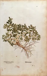 Portulaca oleracea (Portulaca sylvestris) od Leonharta Fuchse z De historia stirpium commentarii insignes (Významné komentáře k historii rostlin), kolorovaná rytina