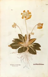 Klínovec lékařský - Primula vertis officinalis (Verbasculum odoratum) od Leonharta Fuchse z Historie rostlin (Významné komentáře k historii rostlin), kolorovaná rytina