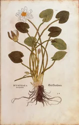 Evropský bílý leknín nebo bílý lotos - Nymphaea alba (Nymphaea candida) od Leonharta Fuchse z De historia stirpium commentarii insignes (Významné komentáře k historii rostlin), kolorovaná rytina