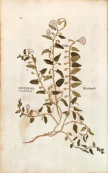 Svlačec rolní - Convolvulus arvensis (Helxine cissampelos) od Leonharta Fuchse z De historia stirpium commentarii insignes (Významné komentáře k historii rostlin) kolorovaná rytina
