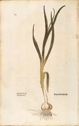 Česnek - Allium sativum (Allium hortense) od Leonharta Fuchse z De historia stirpium commentarii insignes (Významné komentáře k historii rostlin), kolorovaná rytina