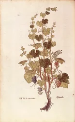 Vinná réva (Vitis vinifera) od Leonharta Fuchse z De historia stirpium commentarii insignes (Významné komentáře k historii rostlin), kolorovaná rytina