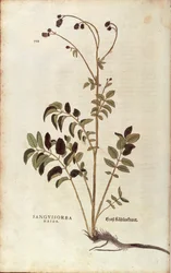Pálenka lékařská - Sanguisorba officinalis (Sanguisorba major) od Leonharta Fuchse z De historia stirpium commentarii insignes (Významné komentáře k historii rostlin) kolorovaná rytina