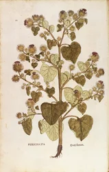 Lopuch větší - Arctium lappa (Personatia) od Leonharta Fuchse z De historia stirpium commentarii insignes (Významné komentáře k historii rostlin), kolorovaná rytina