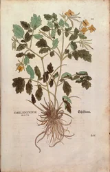 Vlaštovičník větší (Chelidonium majus) od Leonharta Fuchse z De historia stirpium commentarii insignes (Významné komentáře k historii rostlin) kolorovaná rytina