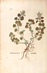 Břečťan zemní - Glechoma hederacea (Chamaecissos) od Leonharta Fuchse z De historia stirpium commentarii insignes (Významné komentáře k historii rostlin), kolorovaná rytina