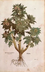 Henbane - Hyoscyamus niger (Hyoscyamus flavus) od Leonharta Fuchse z De historia stirpium commentarii insignes (Významné komentáře k historii rostlin) kolorovaná rytina