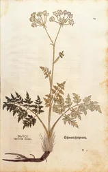 Fenykl prasečí - Peucedanus cervaria (třetí rod Dauci) od Leonharta Fuchse z roku Historie rasových rozdílů (Významné komentáře k historii rostlin) kolorovaná rytina