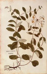 Zimolez (Lonicera periclymenum) od Leonharta Fuchse z De historia stirpium commentarii insignes (Významné komentáře k historii rostlin), kolorovaná rytina