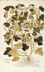 Břečťan (Hedera helix nigra aurea) od Leonharta Fuchse z De historia stirpium commentarii insignes (Významné komentáře k historii rostlin), kolorovaná rytina