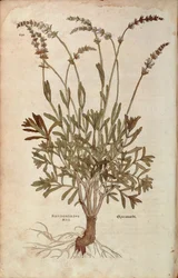 Levandule - Lavandula spica (Pseudonardus mas) od Leonharta Fuchse z De historia stirpium commentarii insignes (Významné komentáře k historii rostlin), kolorovaná rytina