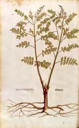 Lékořice nebo lékořice (Glycyrrhiza glabra) od Leonharta Fuchse z De historia stirpium commentarii insignes (Významné komentáře k historii rostlin) kolorovaná rytina