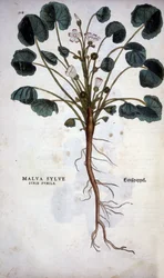 Malva Sylvestre (Great Purple) - v „Dějinách rasového porozumění“ od Leonharta Fuchse