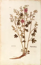 Proskurník - Althaea od Leonharta Fuchse z De historia stirpium commentarii insignes (Významné komentáře k historii rostlin) kolorovaná rytina
