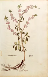 Mezereon - Daphne mezereum (Daphnoides) od Leonharta Fuchse z De historia stirpium commentarii insignes (Významné komentáře k historii rostlin), kolorovaná rytina