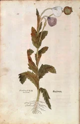 Mák setý - Papaver somniferum (Papaver satiuum) od Leonharta Fuchse z De historia stirpium commentarii insignes (Významné komentáře k historii rostlin), kolorovaná rytina