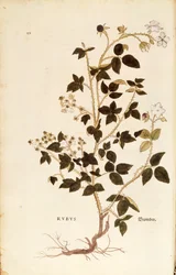 Deska: Dewberry (Rubus) od Leonharta Fuchse z De historia stirpium commentarii insignes (Významné komentáře k historii rostlin), kolorovaná rytina