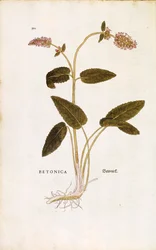 Betonie nachová neboli třezalka lékařská - Stachys officinalis (Betonica) od Leonharta Fuchse z knihy De historia stirpium commentarii insignes (Pozoruhodné komentáře k dějinám rostlin) kolorovaná rytina