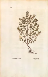 Barevná rytina světlík červený (Euphrasia officinalis) od Leonharta Fuchse z De historia stirpium commentarii insignes (Významné komentáře k historii rostlin)