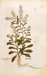 Pastýřská peněženka - Capsella bursa-pastoris (Pastoria bursa) od Leonharta Fuchse z De historia stirpium commentarii insignes (Významné komentáře k historii rostlin) kolorovaná rytina