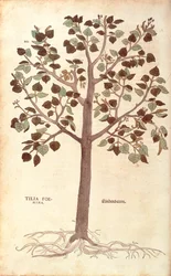 Lípa malolistá - Tilia cordata (Tilia foemina) od Leonharta Fuchse z De historia stirpium commentarii insignes (Významné komentáře k historii rostlin) kolorovaná rytina