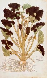 Stříkající okurka - Ecballium elaterium (Cucumis sylvestris) od Leonharta Fuchse z De historia stirpium commentarii insignes (Významné komentáře k historii rostlin) kolorovaná rytina