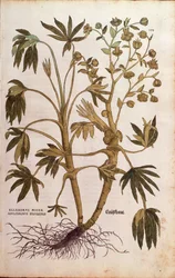 Čemeřice smradlavá nebo hnojník - Helleborus foetidus (Helleborus niger adulterinus sylvestris) od Leonharta Fuchse z De historia stirpium commentarii insignes (Významné komentáře k historii rostlin), kolorovaná rytina
