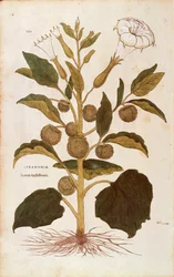 Jabloň trnitá nebo jimson plevel - Datura stramonium (Stramonia) od Leonharta Fuchse z De historia stirpium commentarii insignes (Významné komentáře k historii rostlin), kolorovaná rytina