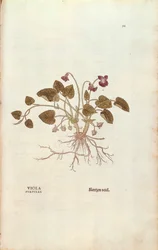 Fialová (Viola odorata) od Leonharta Fuchse z De historia stirpium commentarii insignes (Významné komentáře k historii rostlin), kolorovaná rytina