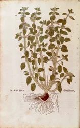Bílá ploska (Marrubium vulgare) od Leonharta Fuchse z De historia stirpium commentarii insignes (Významné komentáře k historii rostlin) kolorovaná rytina