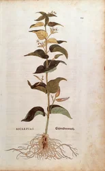 Vlaštovka bílá - Cynanchum vincetoxicum (Asclepias) od Leonharta Fuchse z De historia stirpium commentarii insignes (Významné komentáře k historii rostlin) kolorovaná rytina