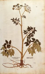 Andělika divoká (Angelica sylvestris) od Leonharta Fuchse z De historia stirpium commentarii insignes (Významné komentáře k historii rostlin) kolorovaná rytina