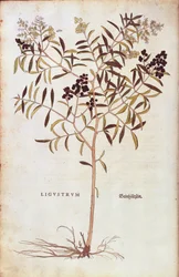 Divoký zob (Ligustrum vulgare) od Leonharta Fuchse z De historia stirpium commentarii insignes (Významné komentáře k historii rostlin) kolorovaná rytina