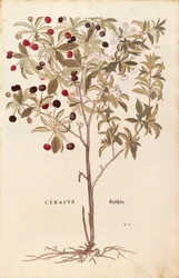 Divoká třešeň - Prunus avium (Cerasus) od Leonharta Fuchse z De historia stirpium commentarii insignes (Významné komentáře k historii rostlin) kolorovaná rytina