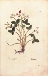Jahoda lesní - Fragaria vesca (Fragaria maior et minor) od Leonharta Fuchse z De historia stirpium commentarii insignes (Významné komentáře k historii rostlin), kolorovaná rytina